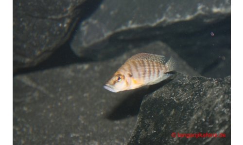 Altolamprologus compressiceps Goldkopf